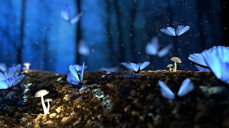 Enchanted Celebrations