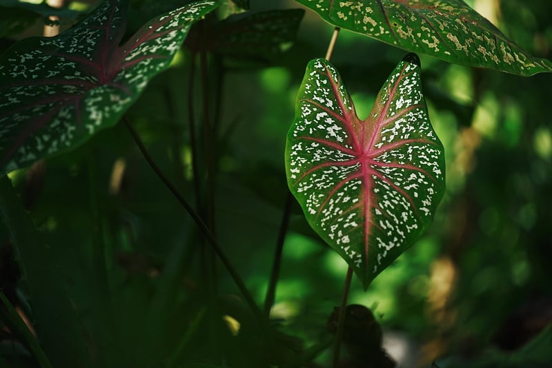 Ghost Plant